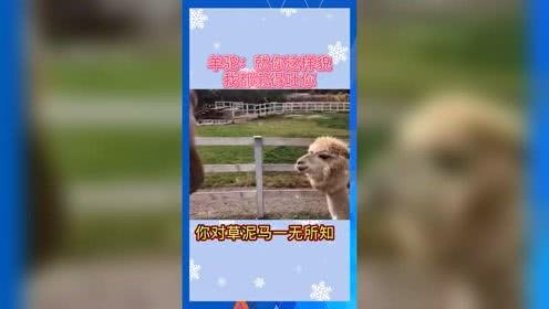 娱乐吃瓜小号