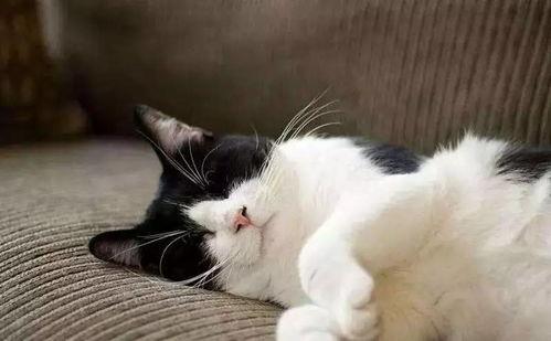 娱乐吃瓜酱三花猫的魅力,娱乐吃瓜酱的喵星人风采